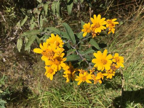 Image of Aldama buddlejiformis (DC.) E. E. Schill. & Panero