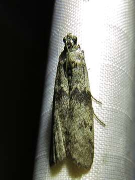 Image of Mediterranean Flour Moth