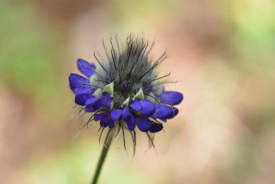 Image of Dalea tomentosa (Cav.) Willd.