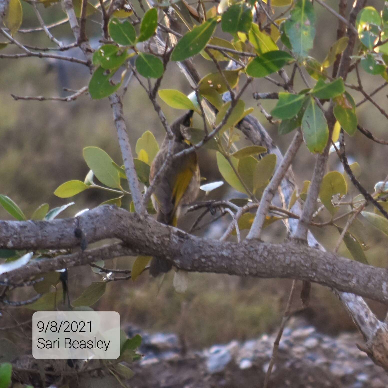 Image of Mangrove Honeyeater