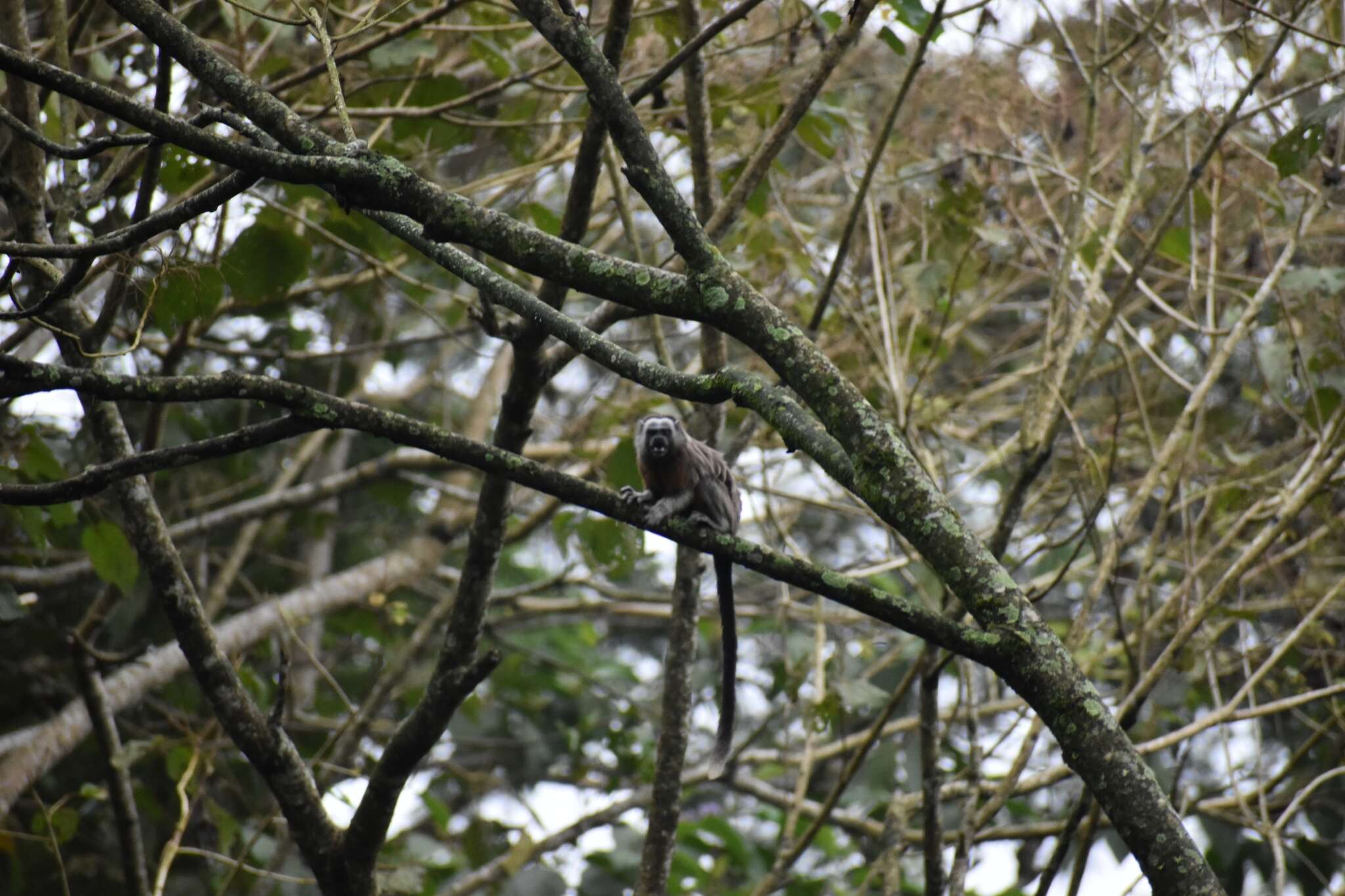 Image of Silvery-brown Bare-face Tamarin