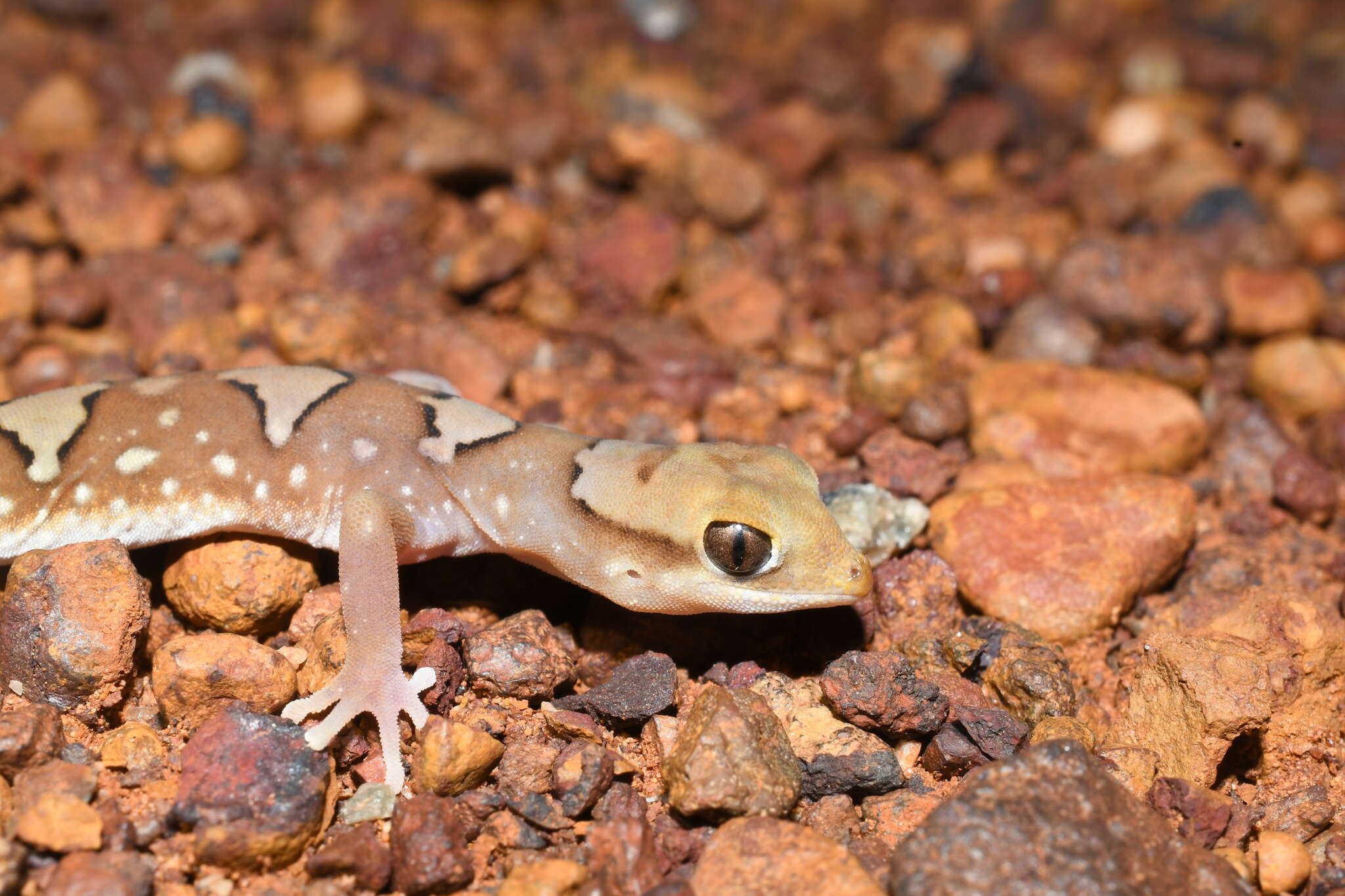 Imagem de Diplodactylus pulcher (Steindachner 1870)