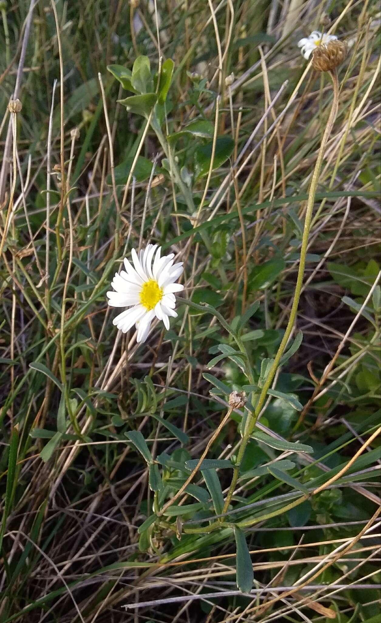 Image of Brachyscome aculeata (Labill.) Less.