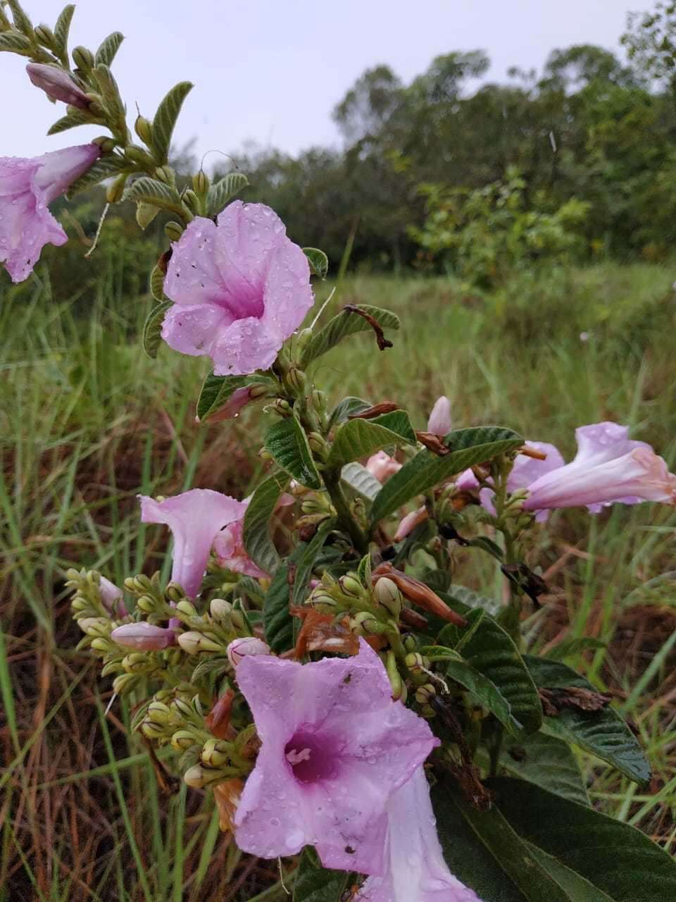 Plancia ëd Ipomoea argentea Meisn.