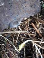 Image of greater white-toothed shrew, house shrew