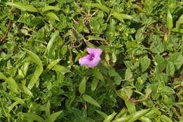 Image of Ipomoea barlerioides (Choisy) C. B. Cl.