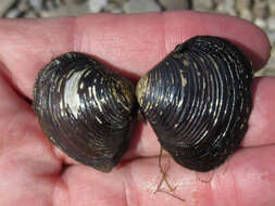 Image of Purple Asian clam