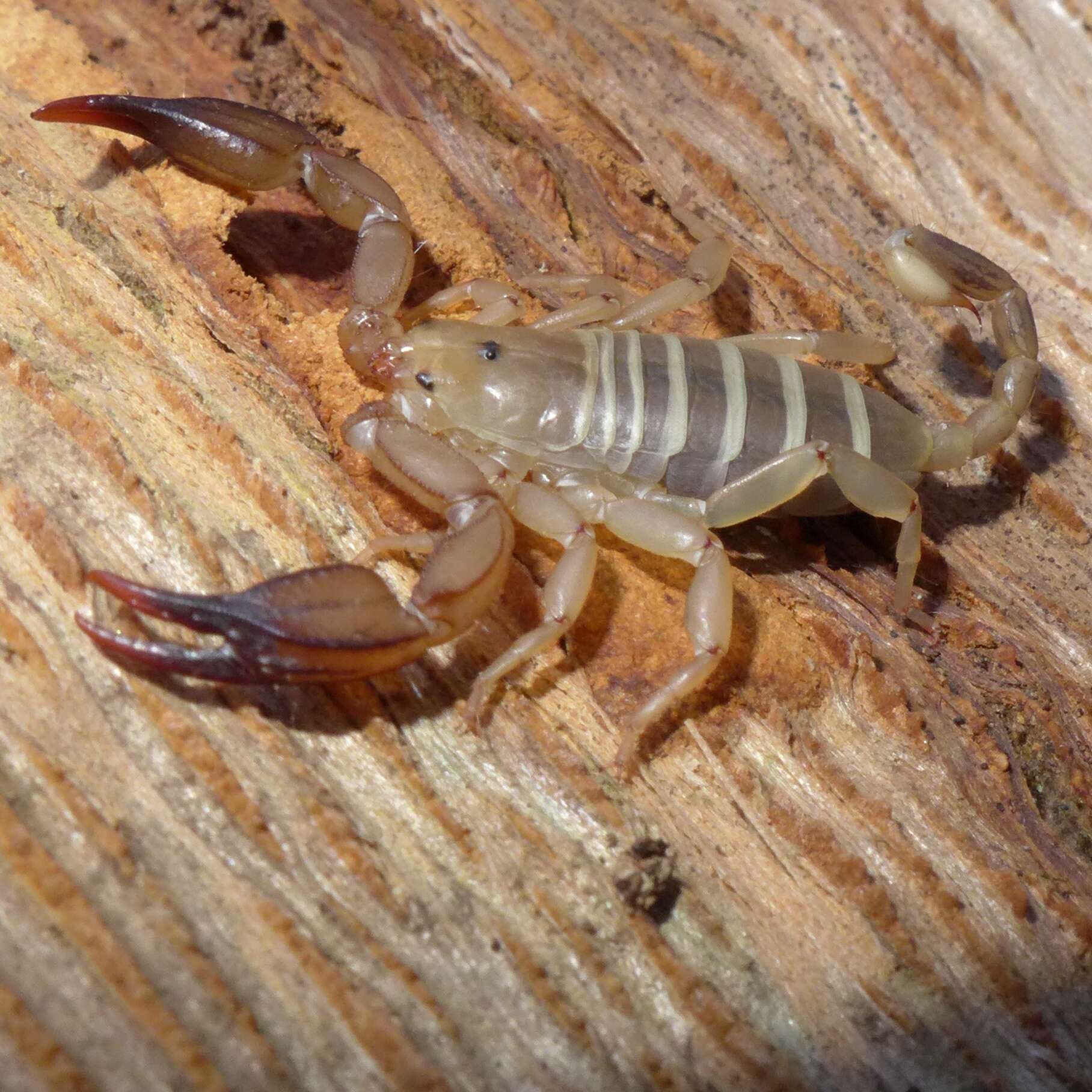 Image of Euscorpius canestrinii (Fanzago 1872)