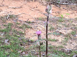 Imagem de Cirsium horridulum Michx.