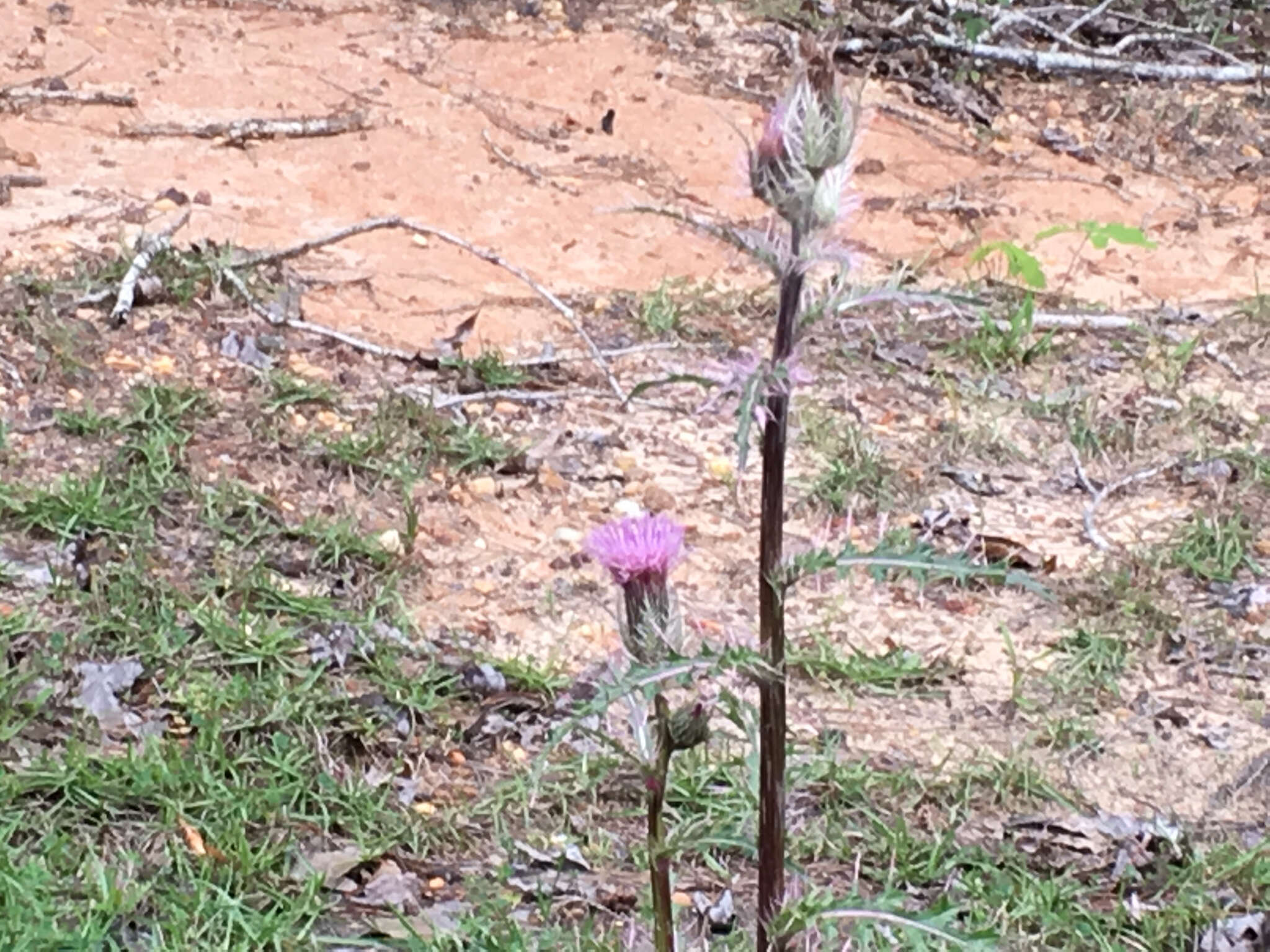 Imagem de Cirsium horridulum Michx.