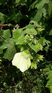 Hibiscus vitifolius L.的圖片