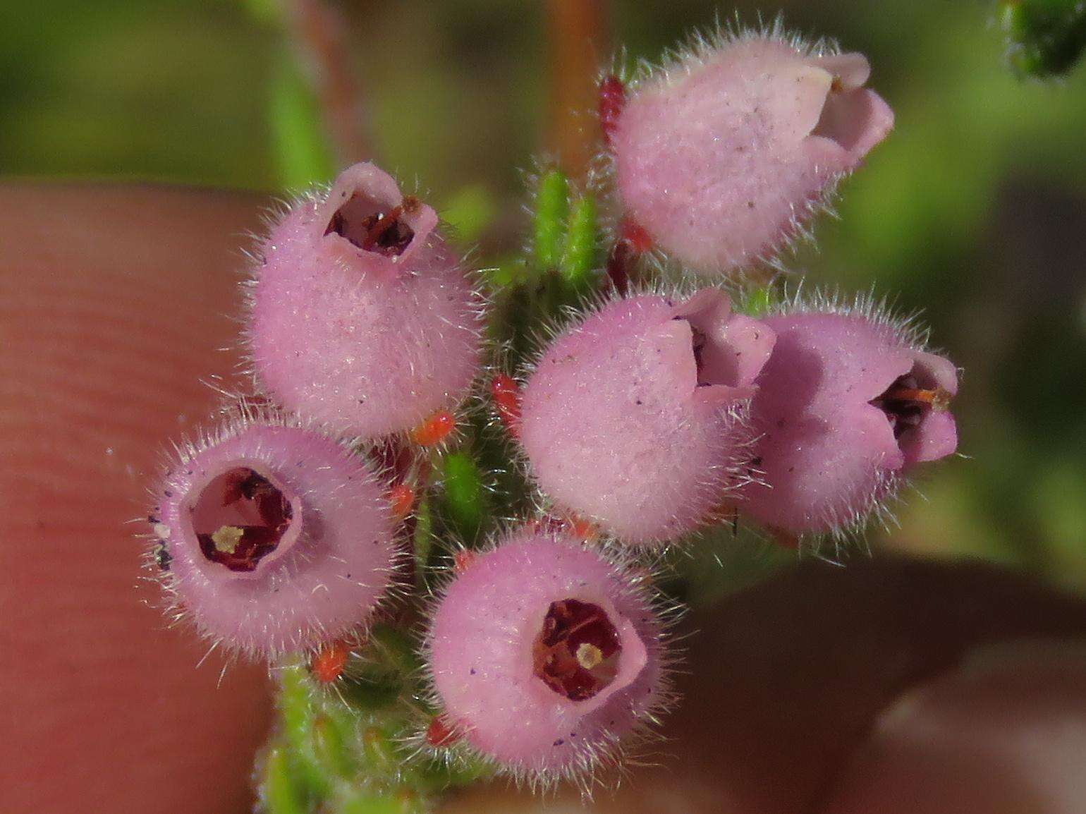 Image of Erica hirtiflora var. hirtiflora