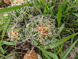 Thelocactus leucacanthus (Zucc. ex Pfeiff.) Britton & Rose resmi