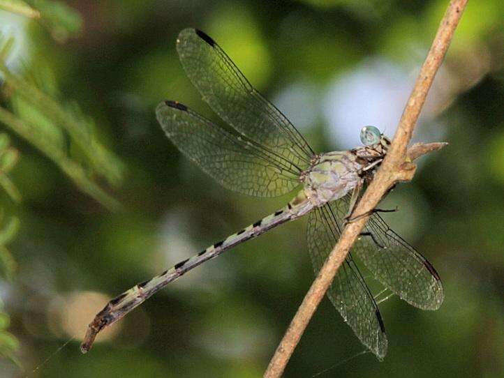 Imagem de Lestinogomphus angustus Martin 1911