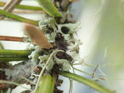 Image of Sitka shield lichen