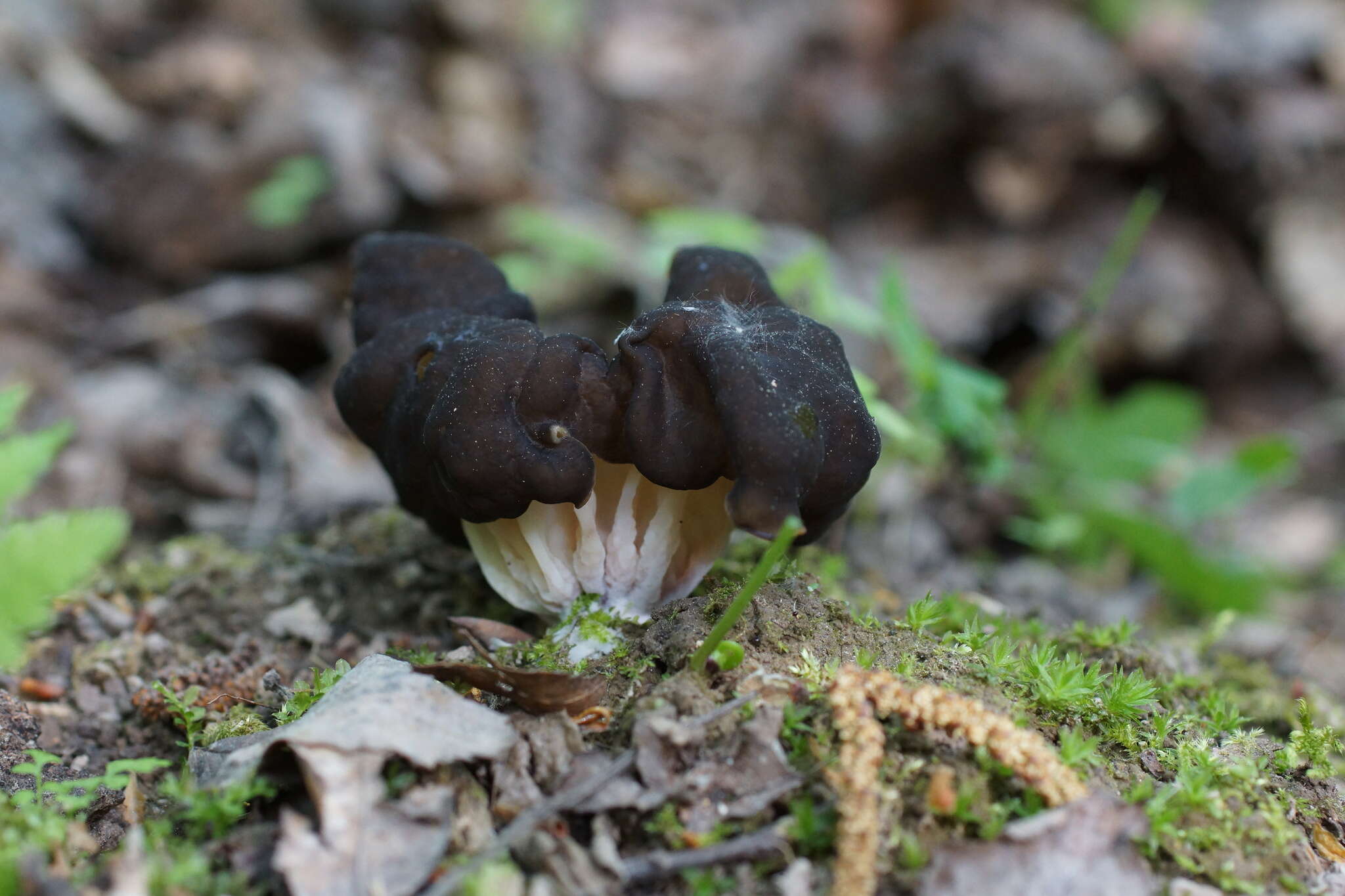 Image of Gyromitra sphaerospora (Peck) Sacc. 1889