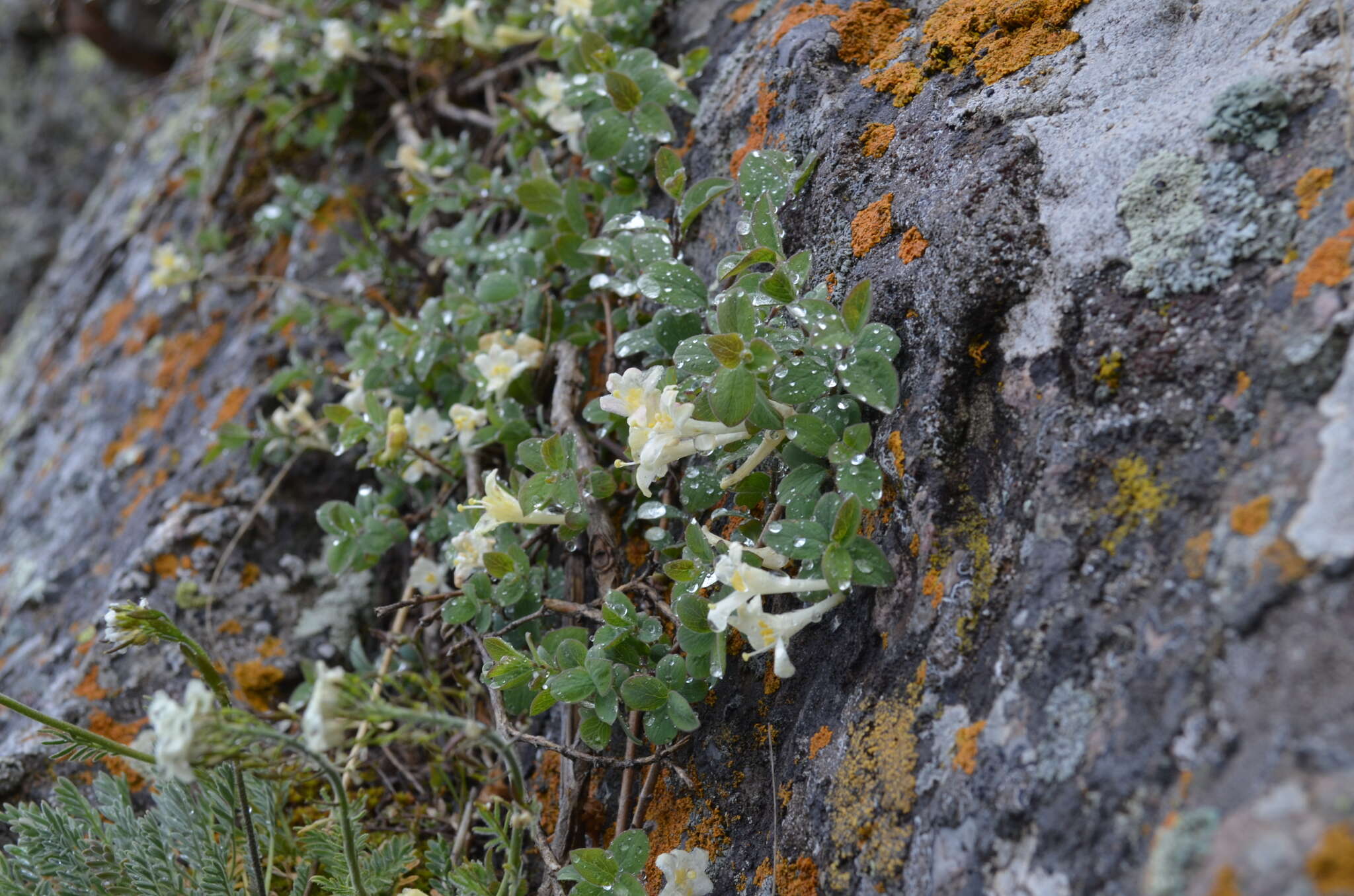 Image of Lonicera humilis Kar. & Kir.