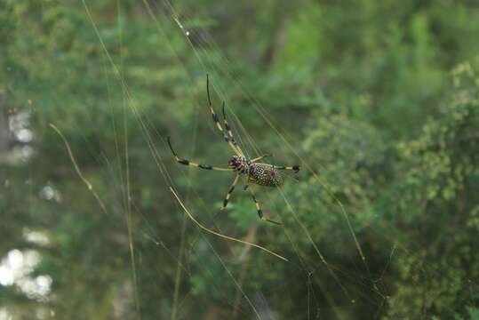 صورة Trichonephila clavipes (Linnaeus 1767)