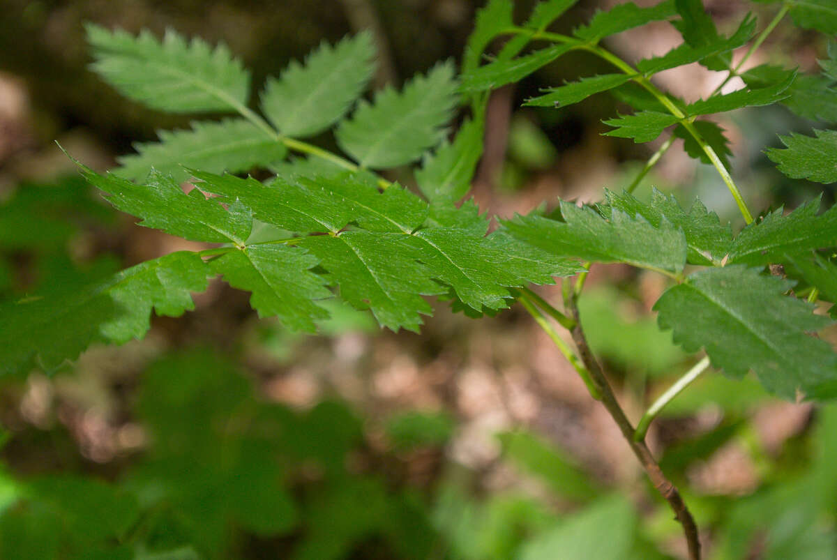 Image de Sorbus decora (Sarg.) Schneid.