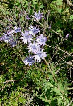 صورة Lactuca soongorica