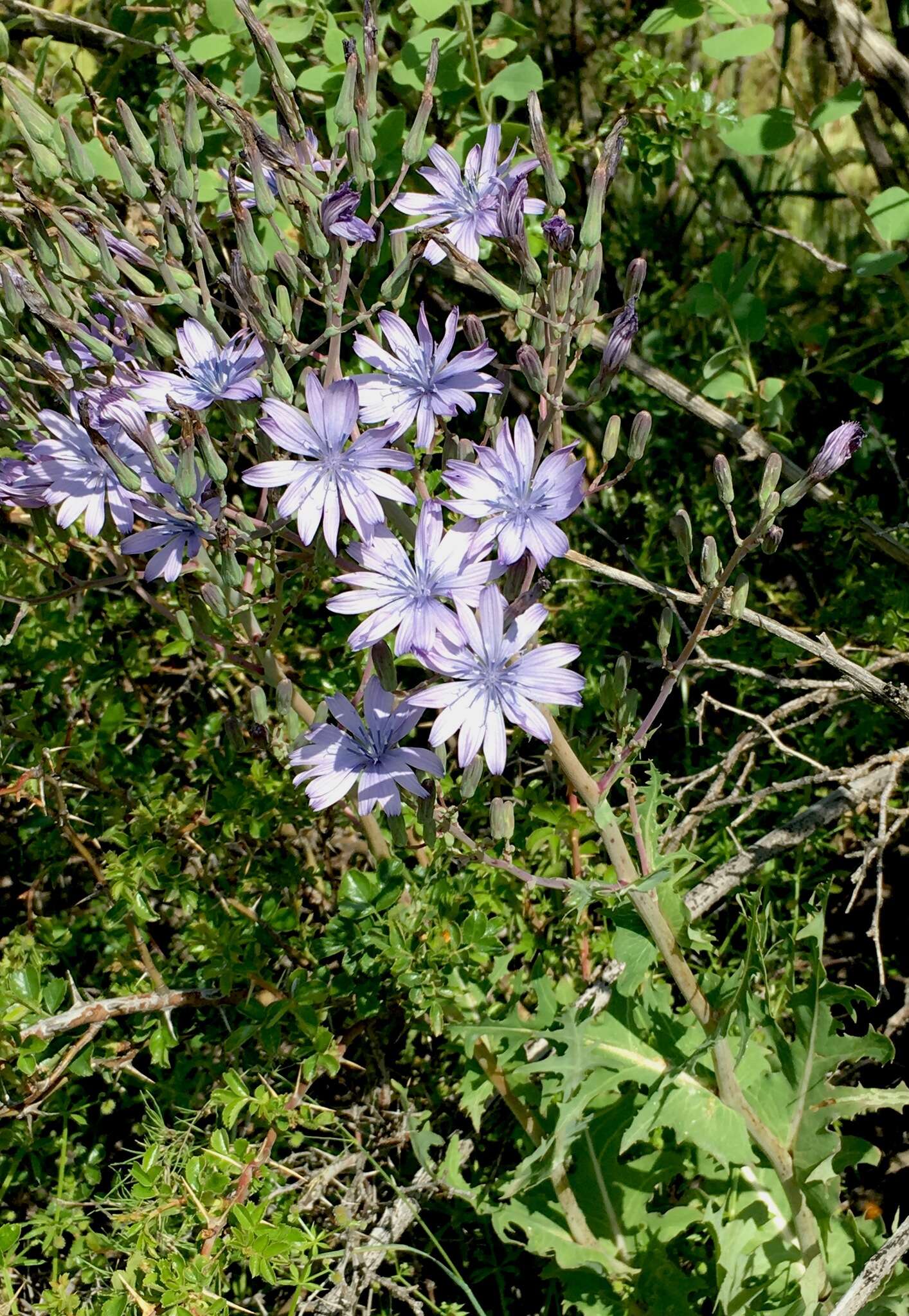 Image of Lactuca soongorica