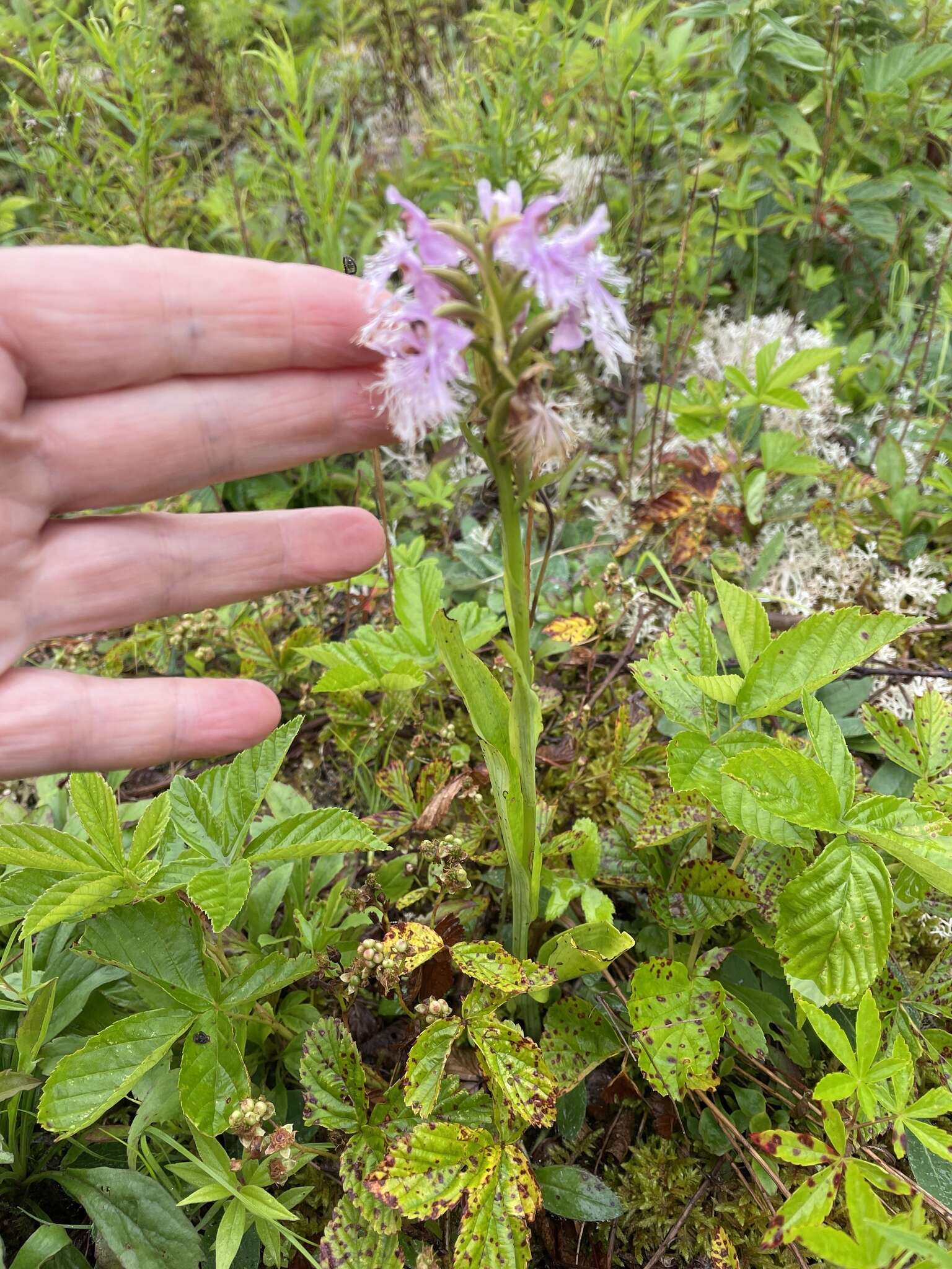 Слика од Platanthera keenanii P. M. Br.