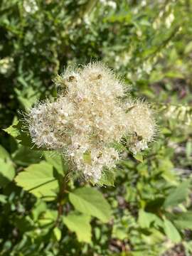 Sivun Spiraea betulifolia var. lucida (Dougl. ex Greene) C. L. Hitchc. kuva