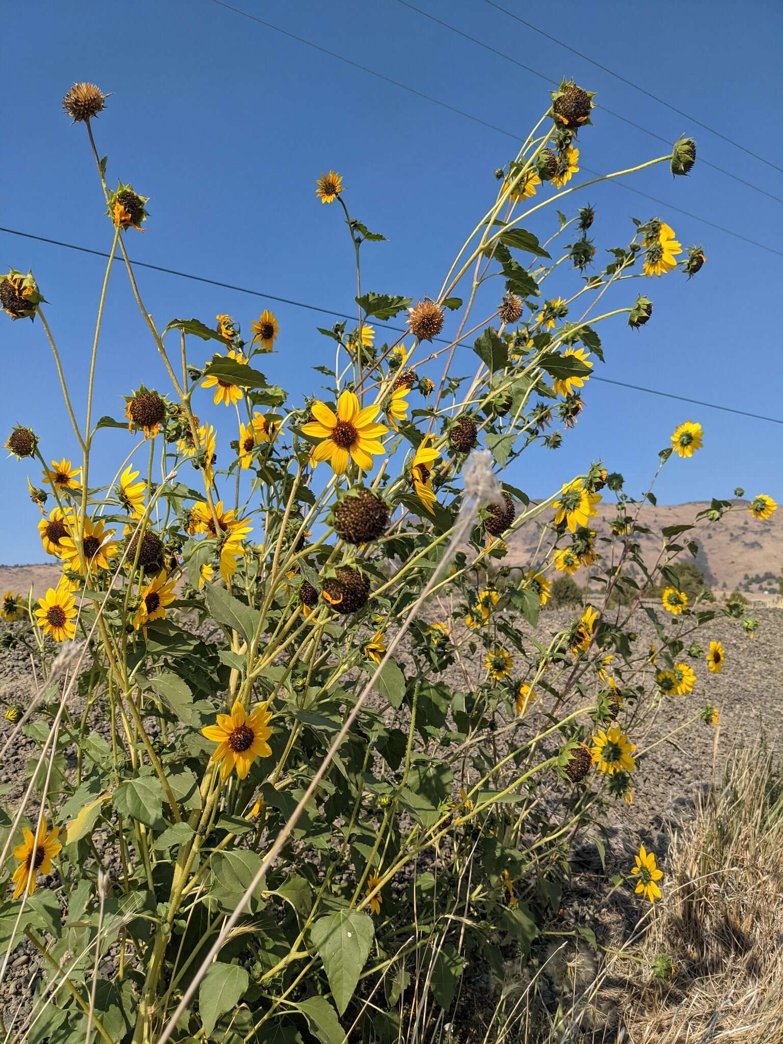 Image of serpentine sunflower