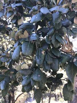 Image of Cork Oak