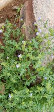 Image of Arizona fiestaflower