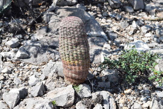 Image of Echinocereus pectinatus subsp. rutowiorum