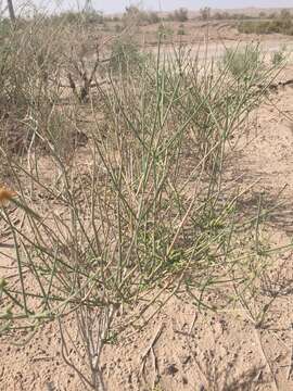 Image of Ephedra strobilacea Bunge