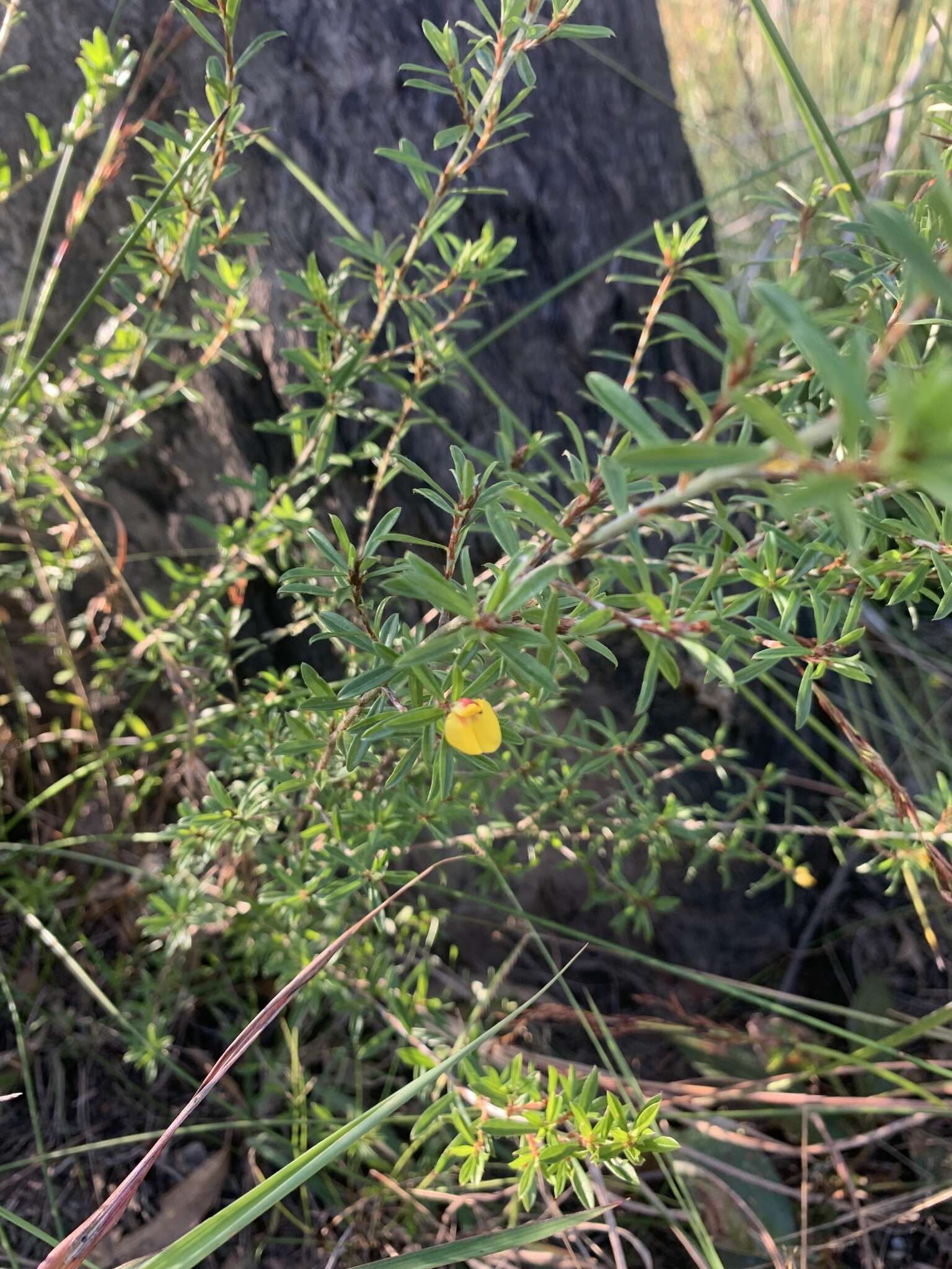 Imagem de <i>Pultenaea rariflora</i>