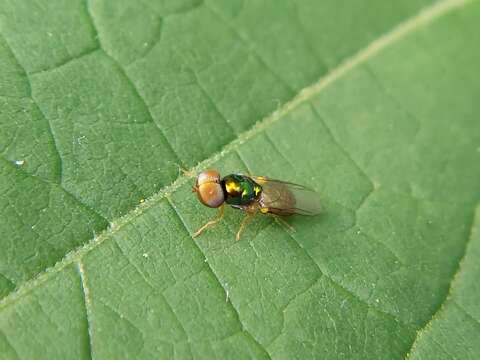 Image of Soldier fly