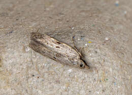 Image of Anarsia patulella Walker 1864