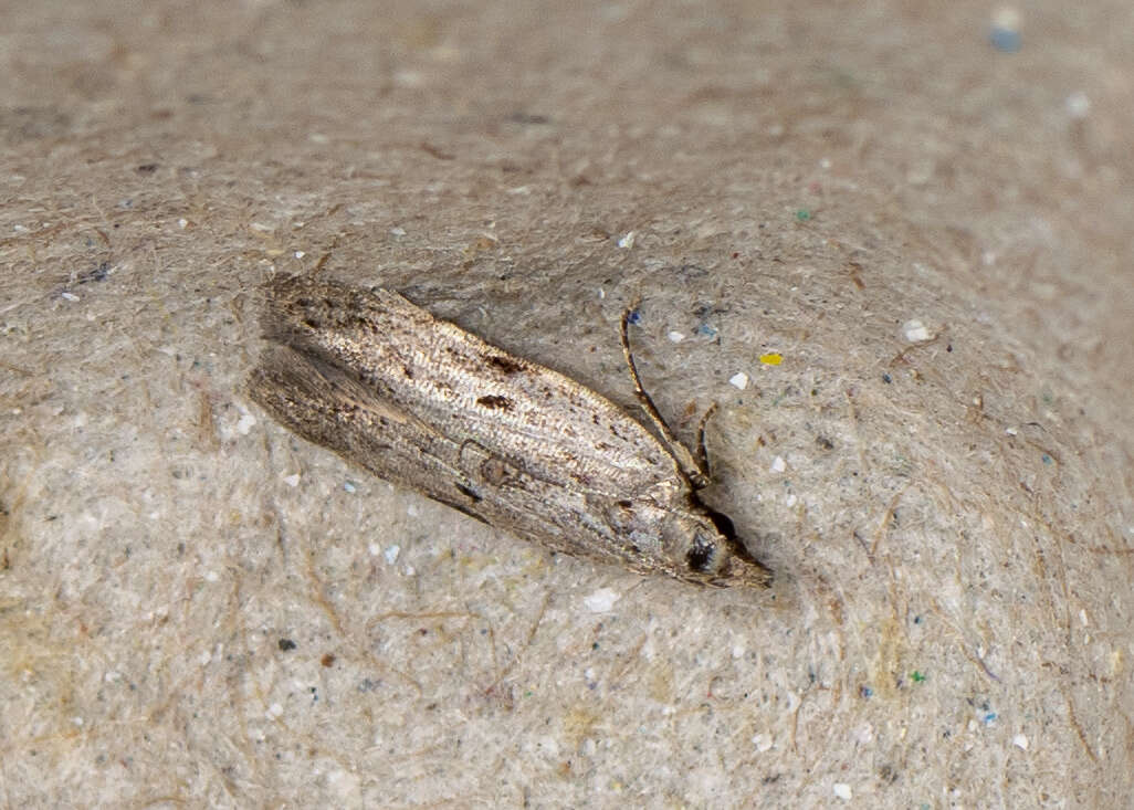 Image of Anarsia patulella Walker 1864