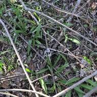 Image of narrowleaf wild leek