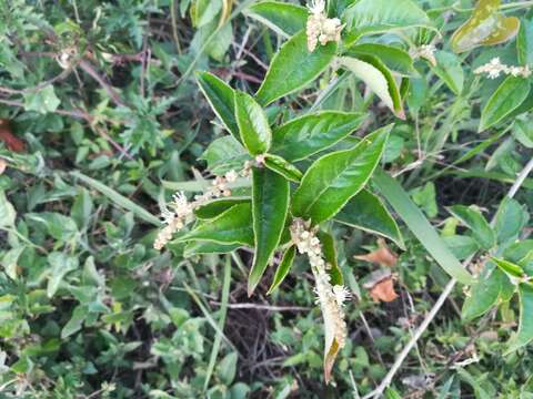 Imagem de Croton cortesianus Kunth