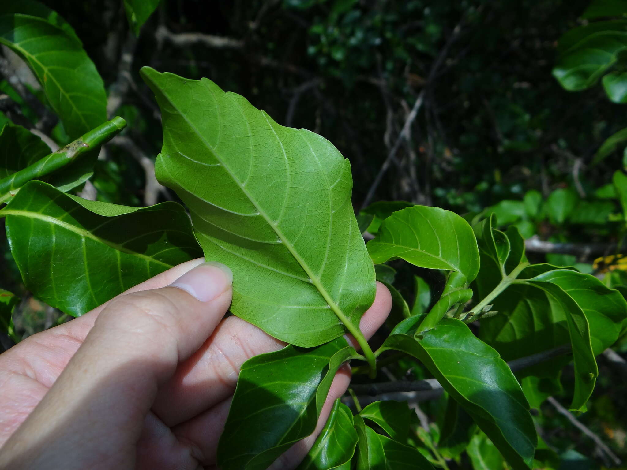 Allophylus timorensis (DC.) Bl.的圖片