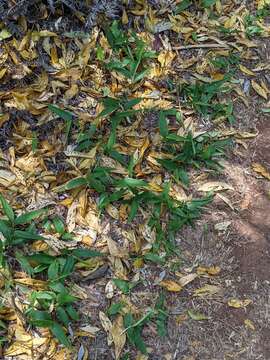 Image of bamboo-leaf