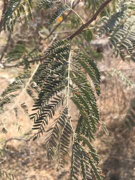 Image of Common hook-thorn Acacia