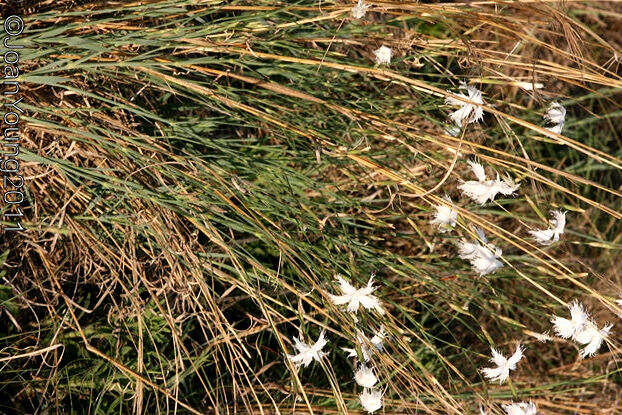 Image of Dianthus mooiensis subsp. mooiensis