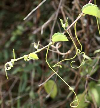 Image of Cissus rotundifolia var. rotundifolia