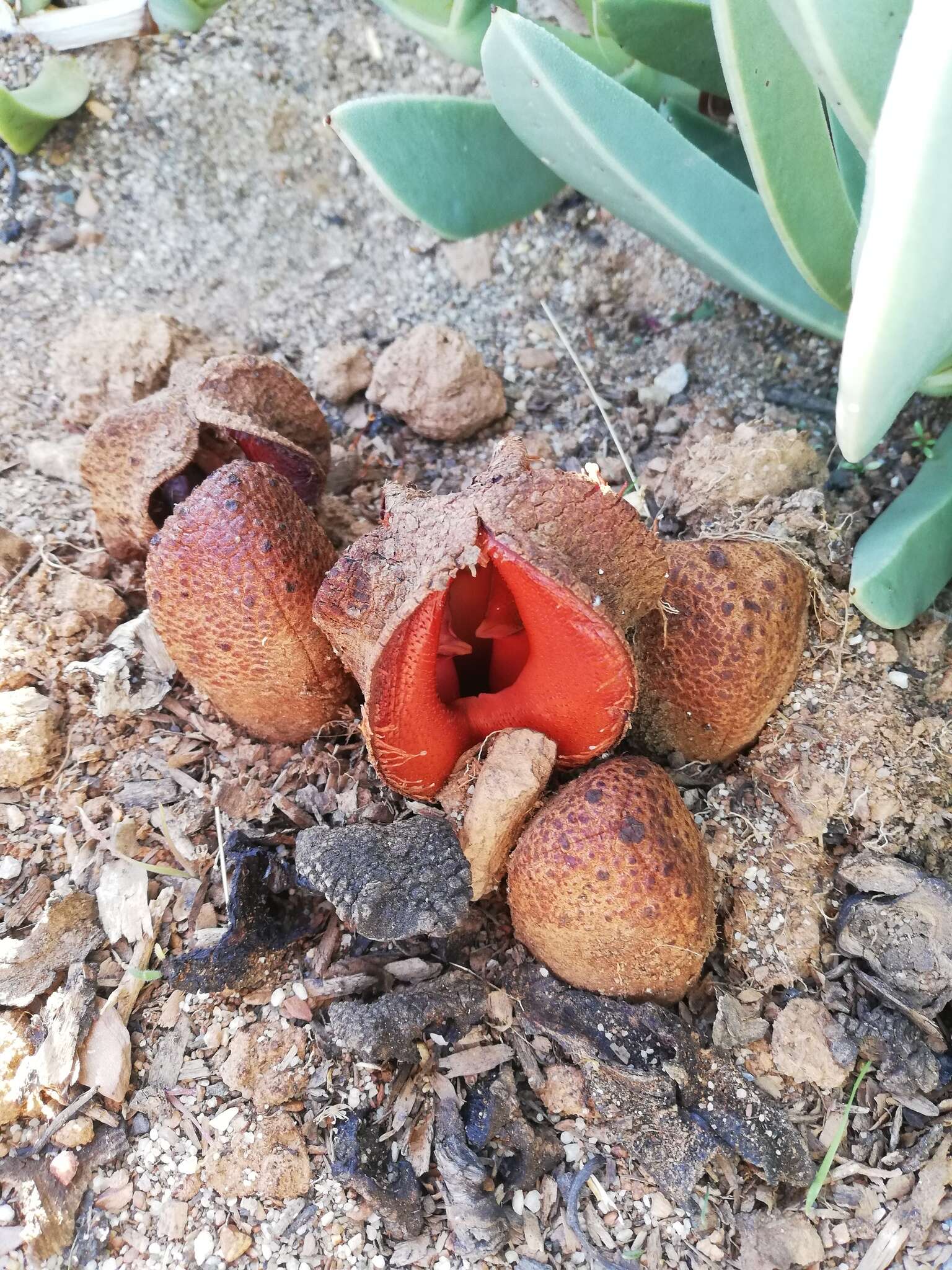 Image of Hydnora Thunberg 1775