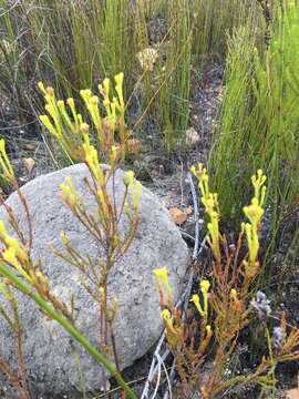 Image of Leucadendron olens I. Williams