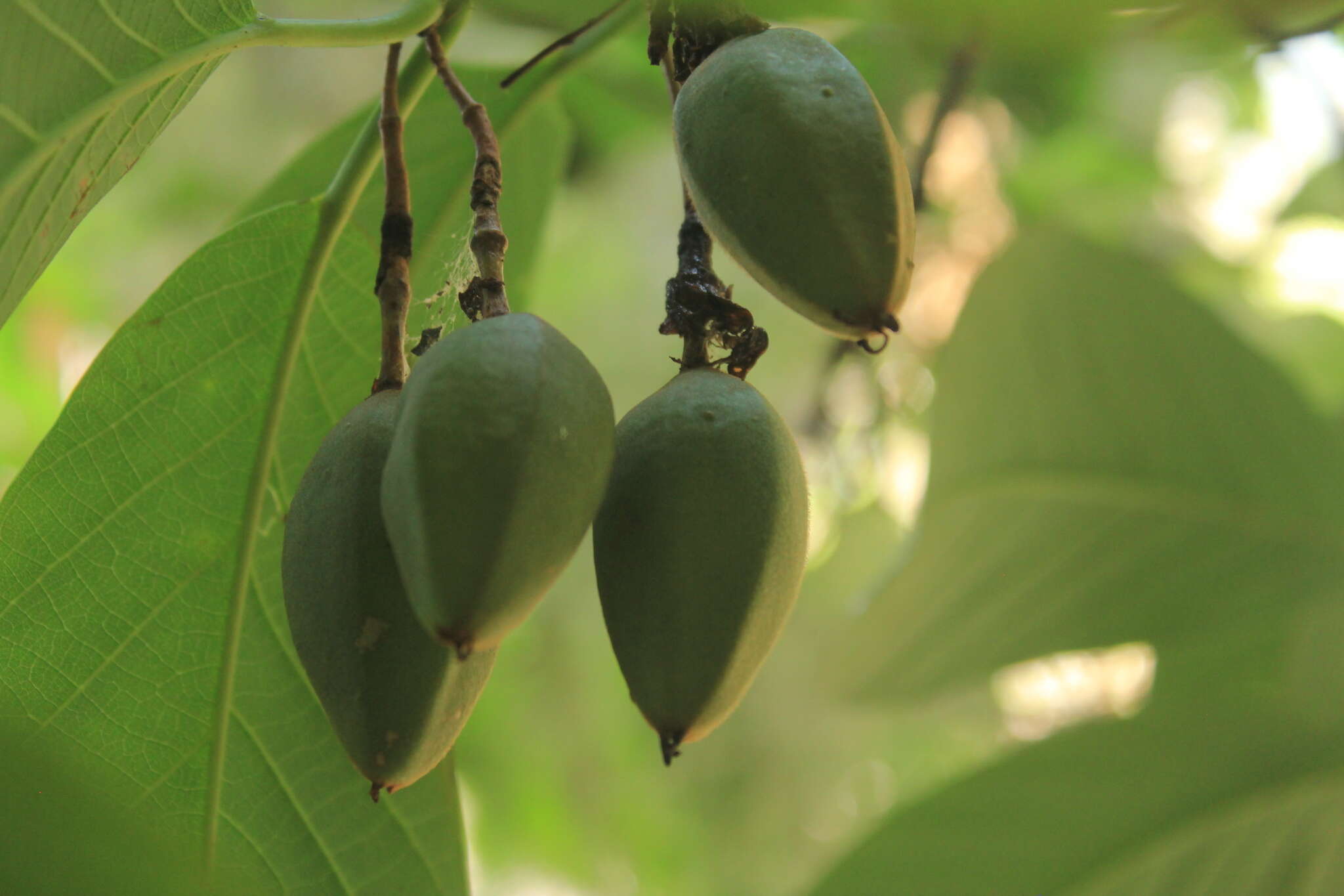 Image of Passiflora lindeniana Planch. ex Triana & Planch.