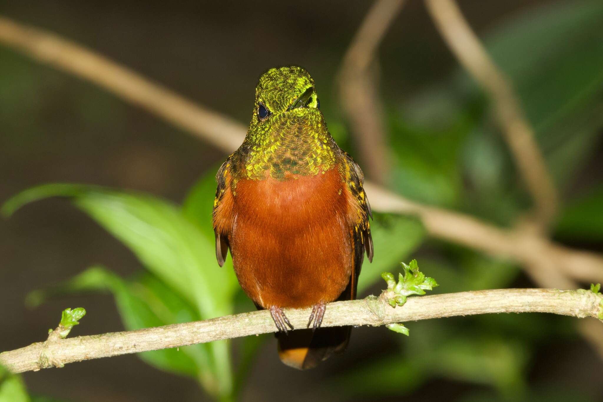 Image of Chestnut-breasted Coronet