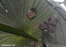 Image of Common Tent-making Bat