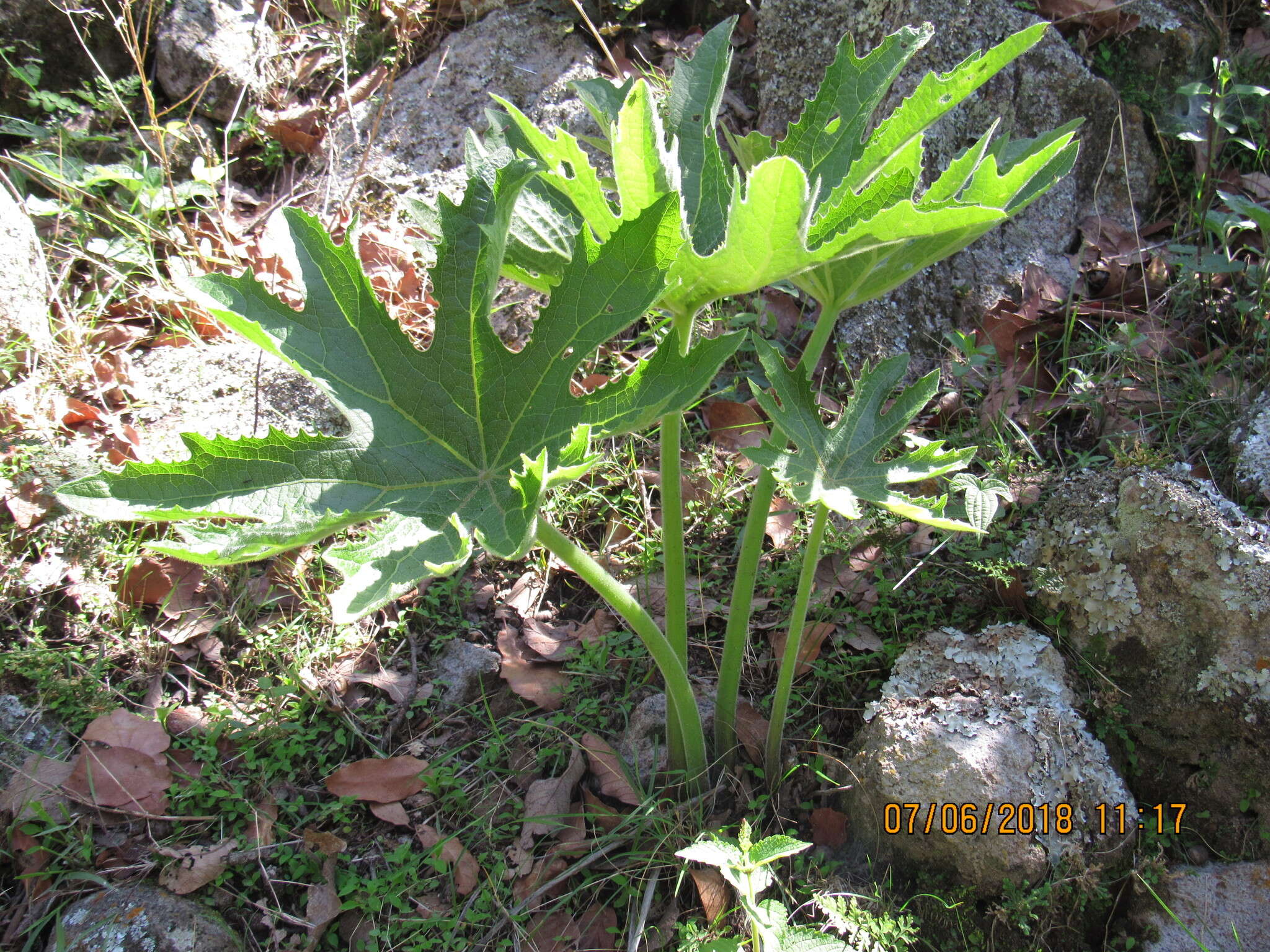 Image of Psacalium megaphyllum (B. L. Rob. & Greenm.) Rydb.