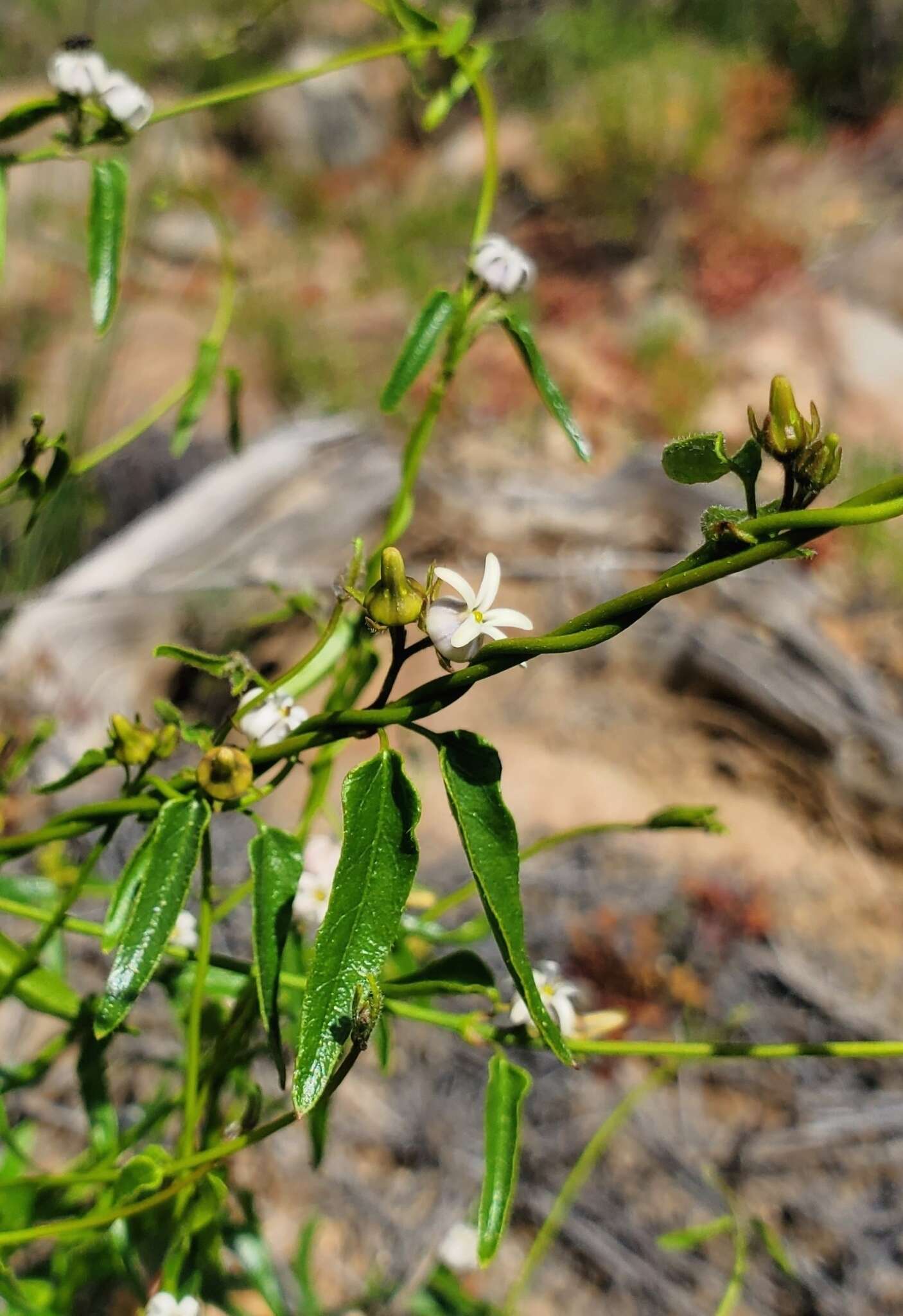 Image of Diplolepis geminiflora (Decne.) Liede & Rapini